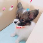 子犬を飼いたい人　選ぶ理由10選　