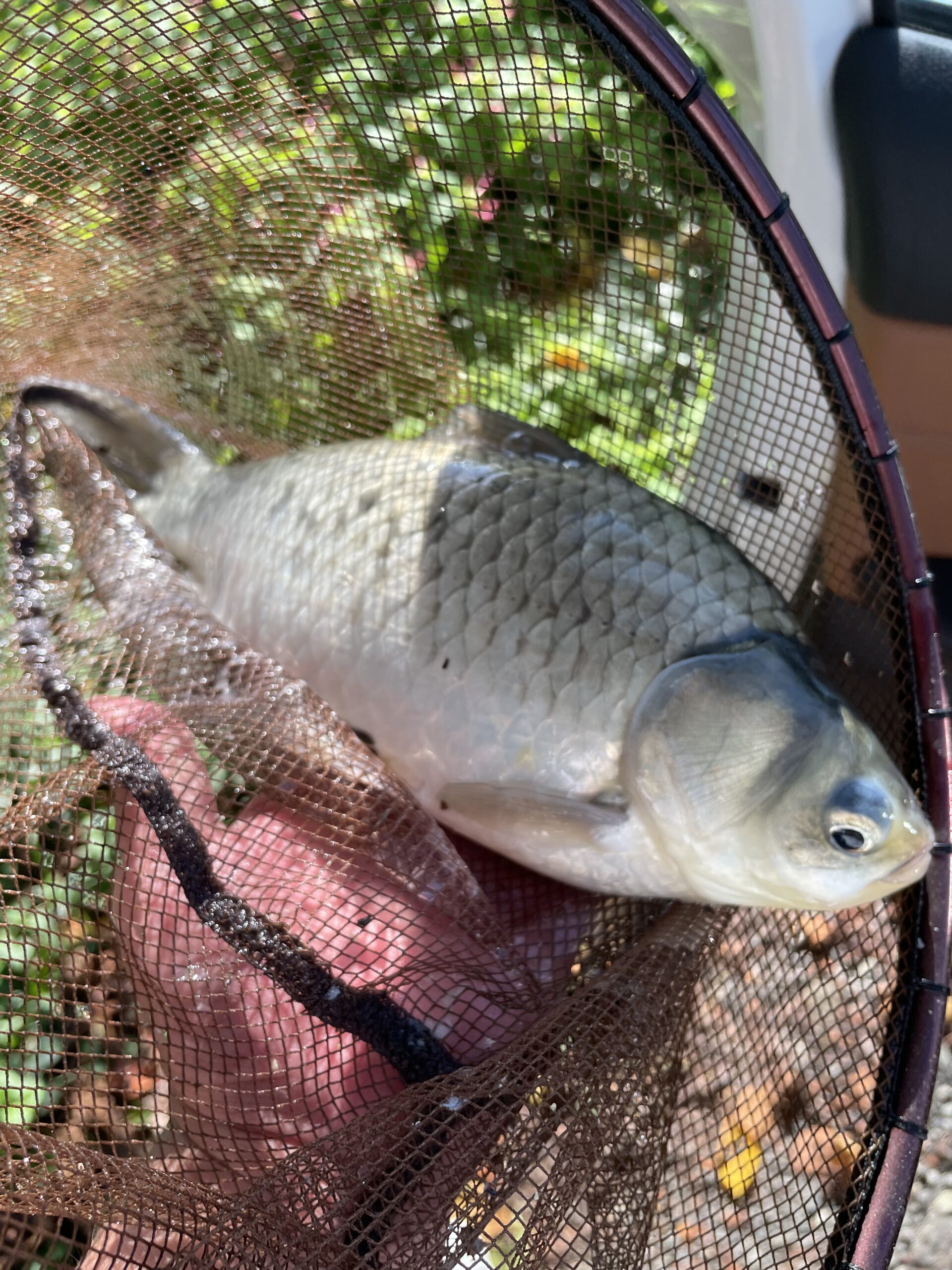 埼玉県びん沼ヘラブナ釣り