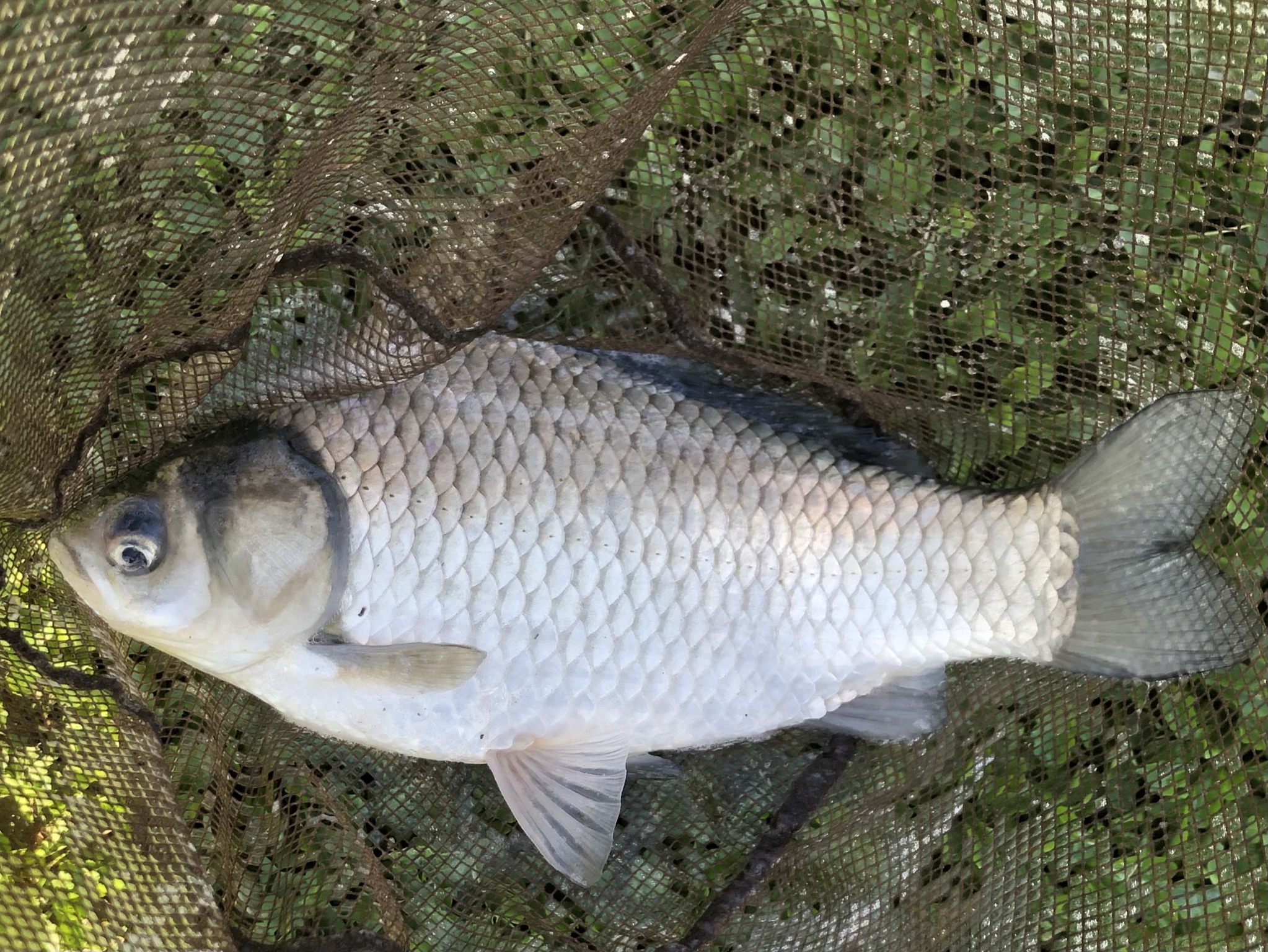 ヘラブナ釣り　びん沼釣行