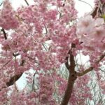 2023年桜花見一度は行ってみたい桜名所3選