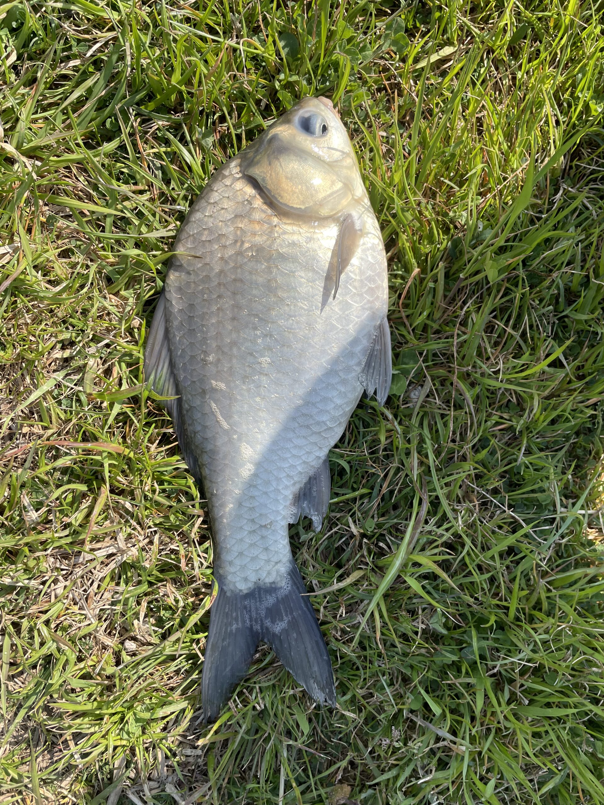 埼玉びん沼川ヘラ鮒釣行