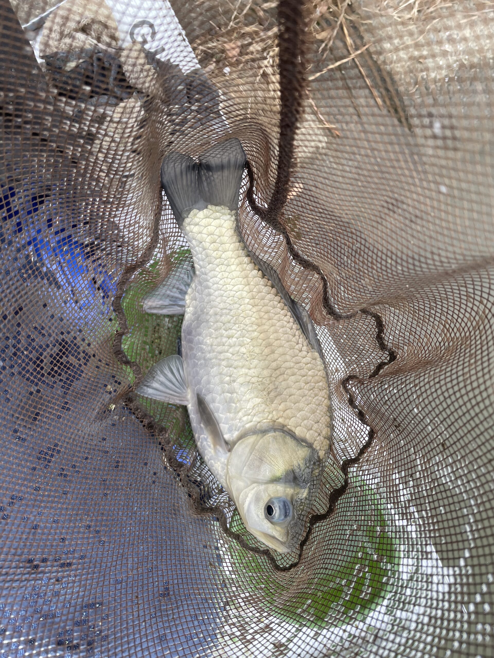 埼玉びん沼へら鮒釣り釣果