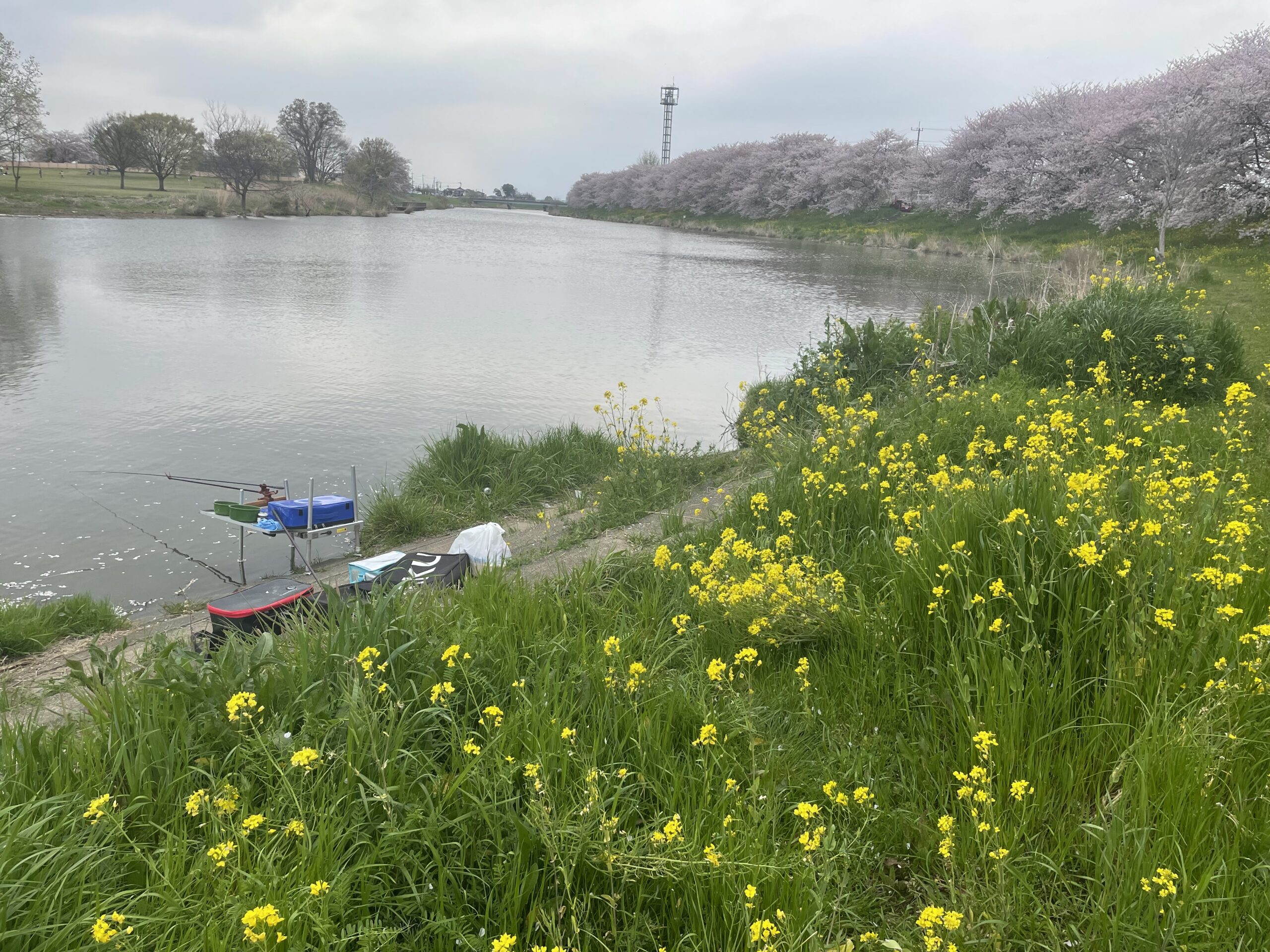 埼玉びん沼ヘラ鮒釣果