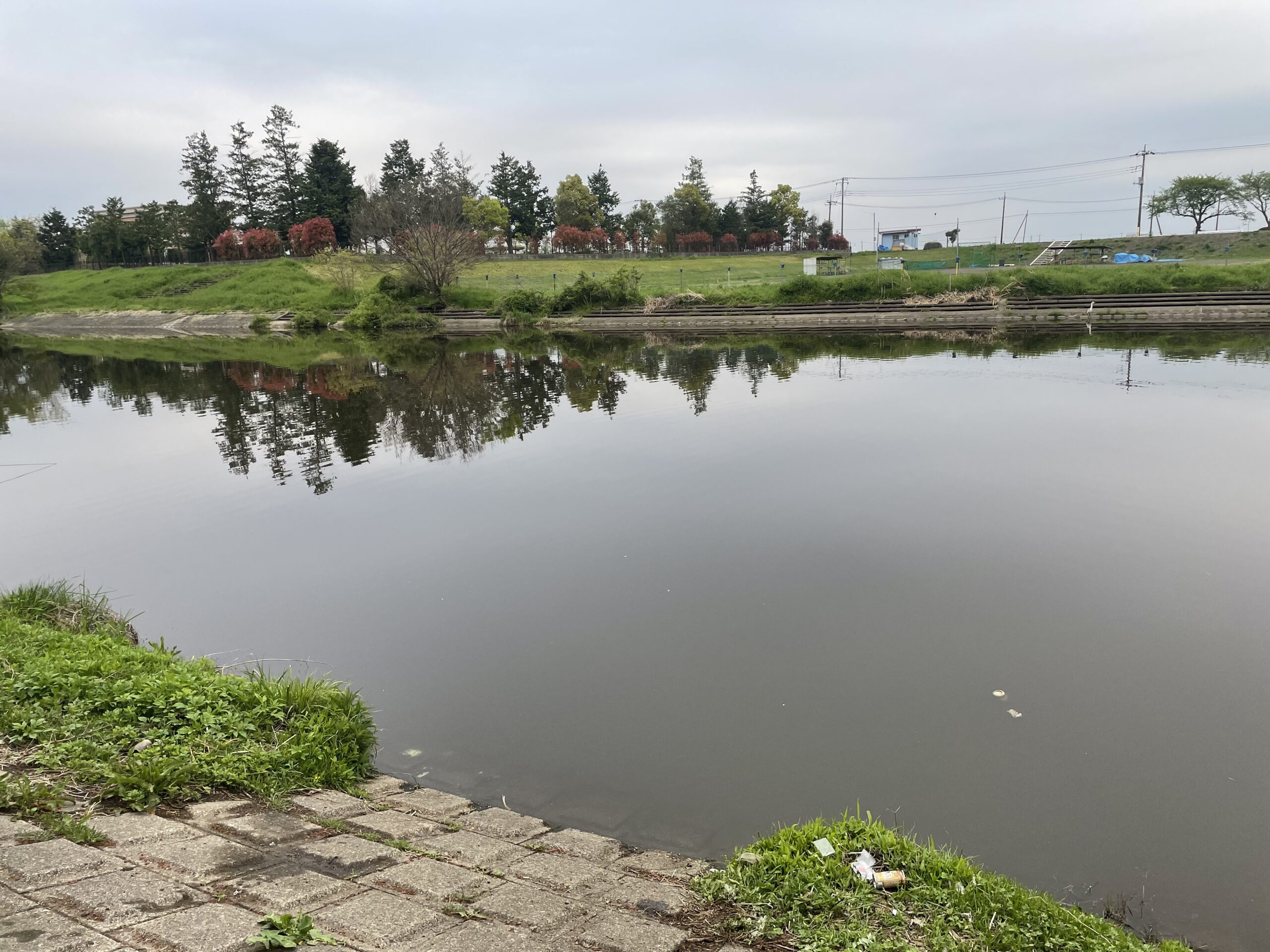 埼玉びん沼ヘラブナ釣り釣行