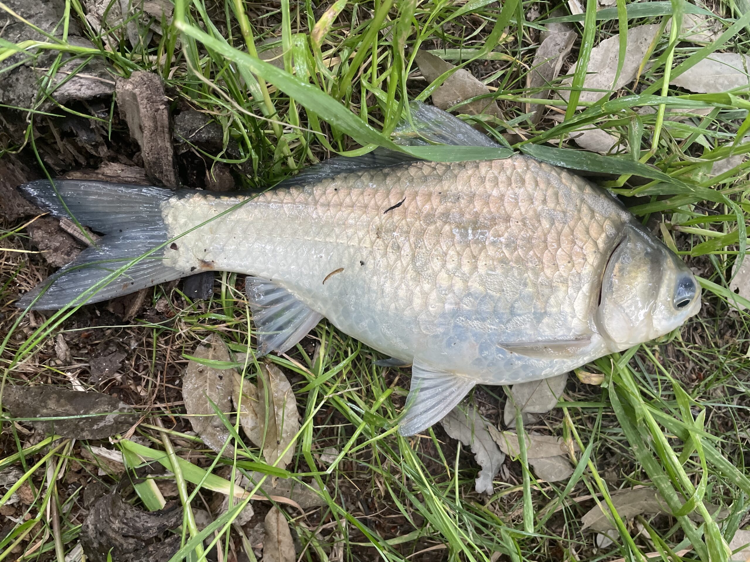 埼玉びん沼ヘラブナ釣り釣行