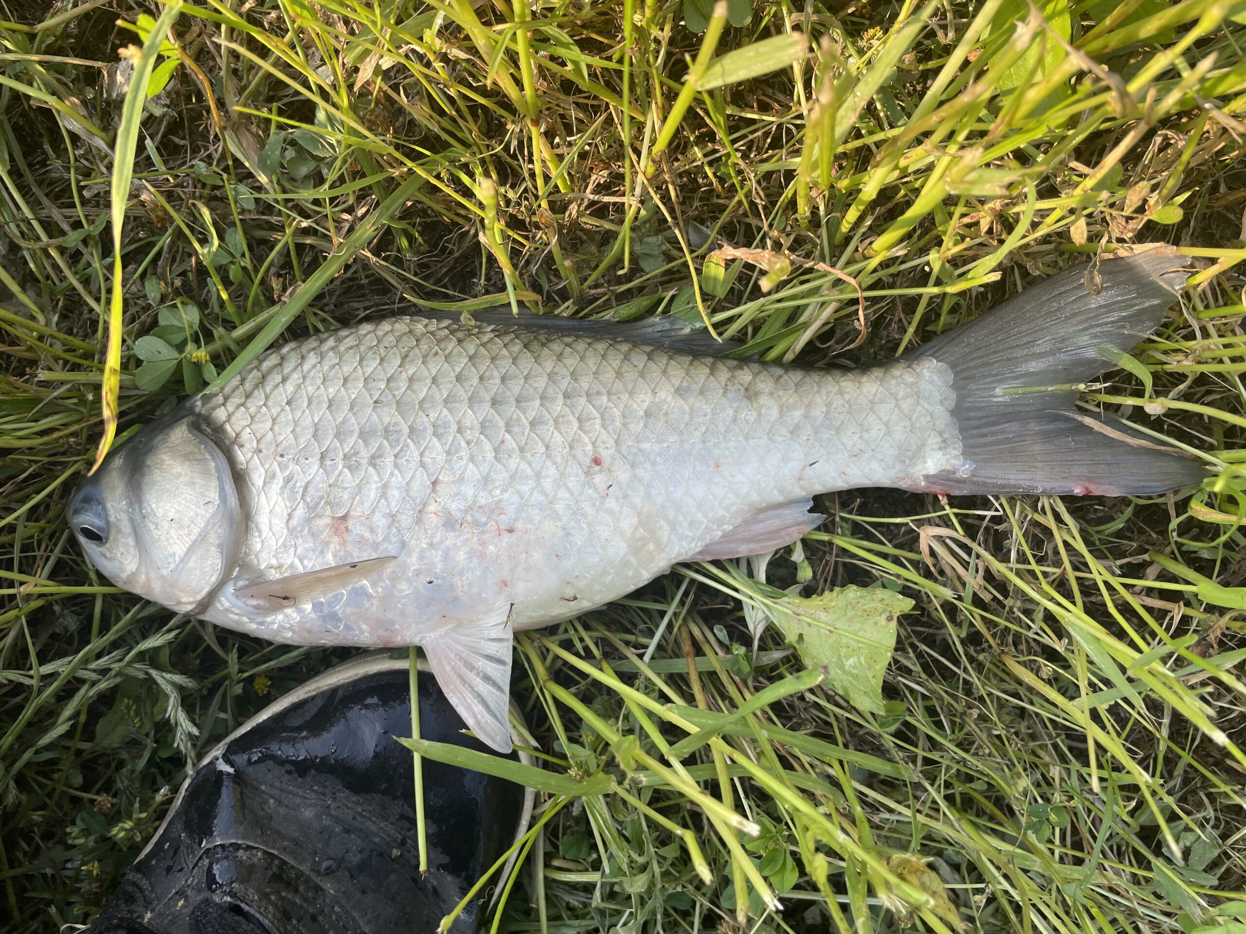 埼玉びん沼ヘラブナ釣り釣行