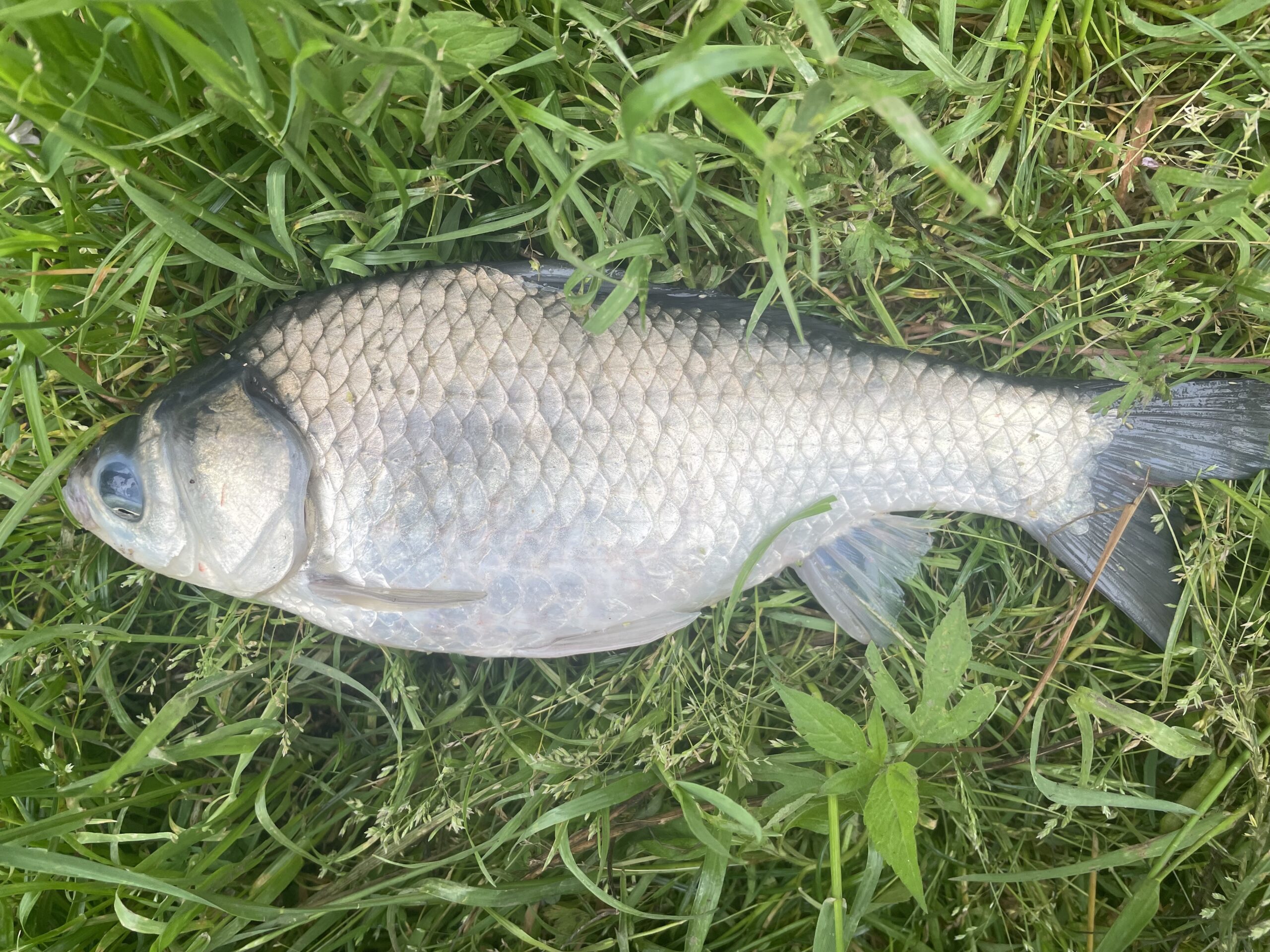 埼玉びん沼ヘラブナ釣り釣行