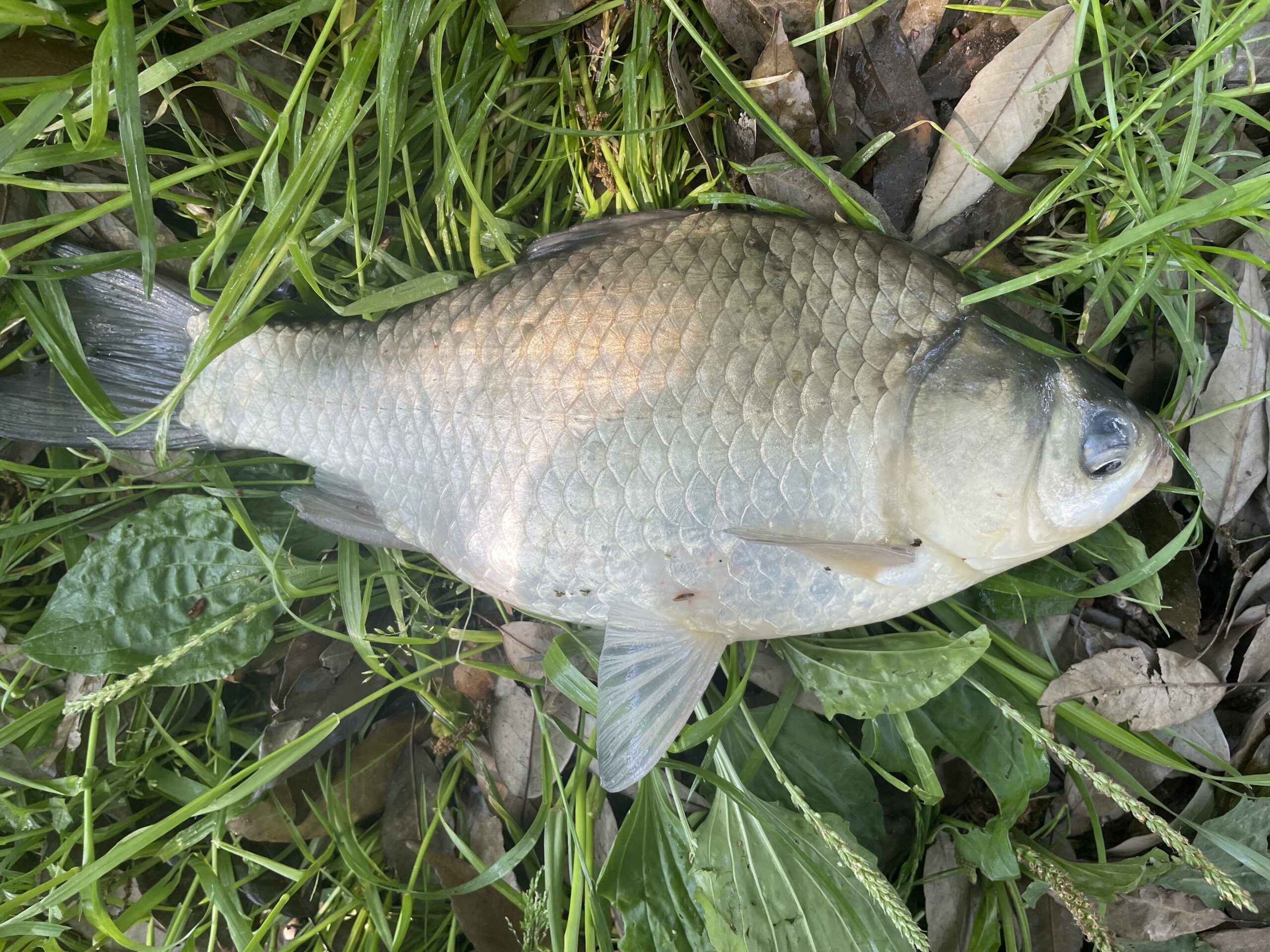 埼玉びん沼ヘラブナ釣り釣行