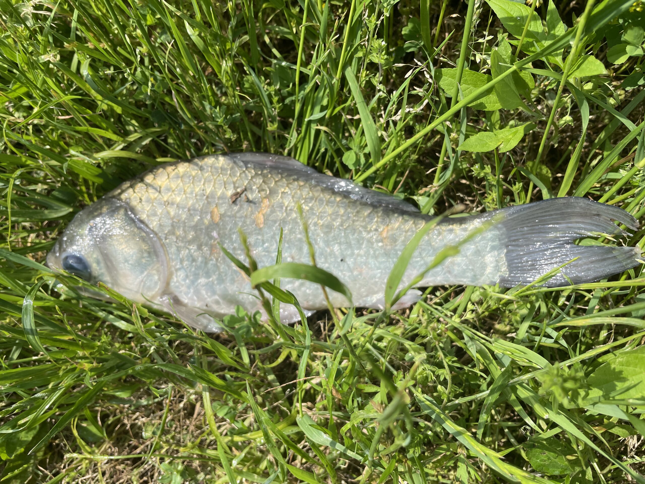 埼玉びん沼ヘラブナ釣り釣行