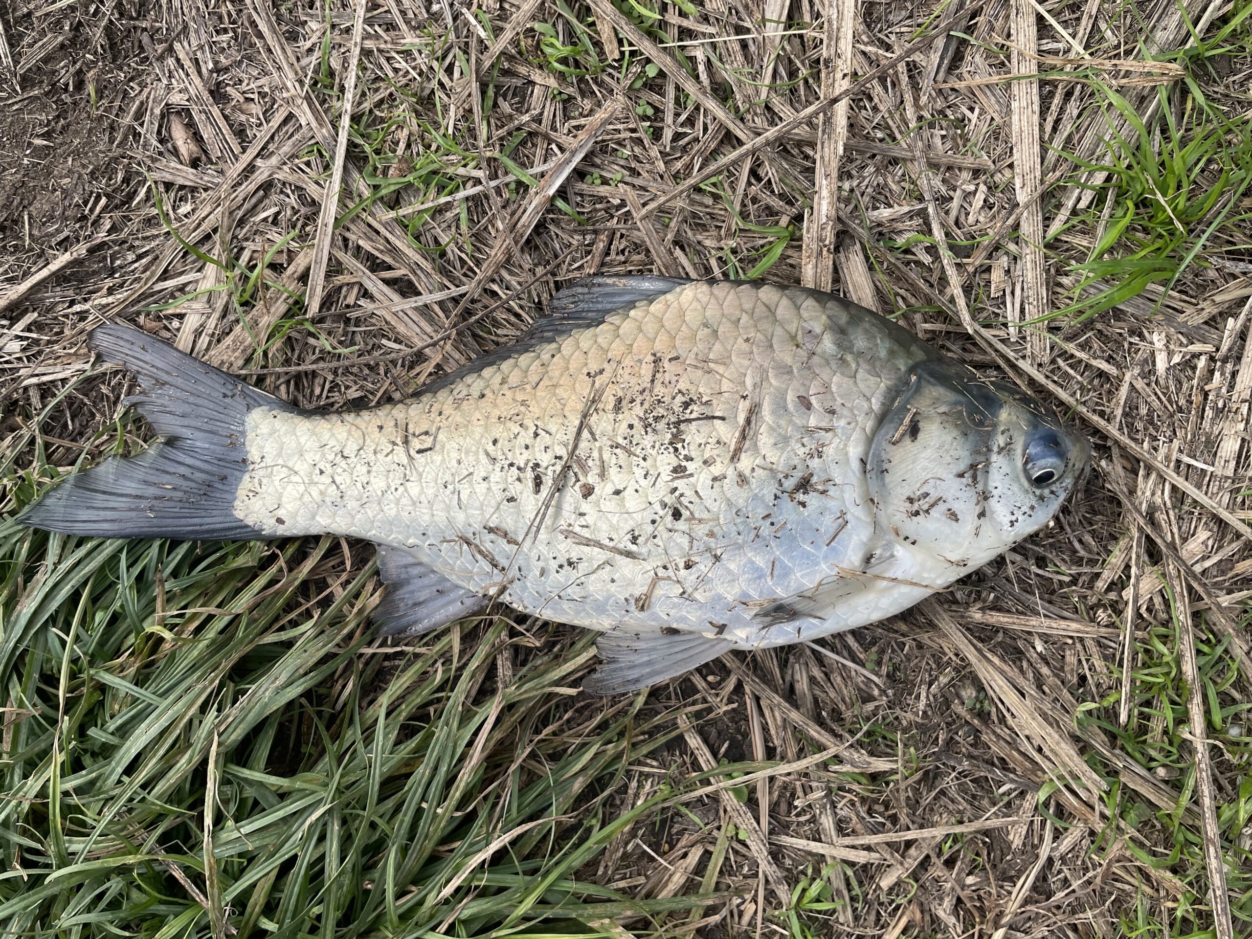 ヘラブナ釣り埼玉びん沼釣果