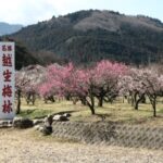 埼玉県越生の梅林と黒山三滝　観光　おすすめ　お出かけ